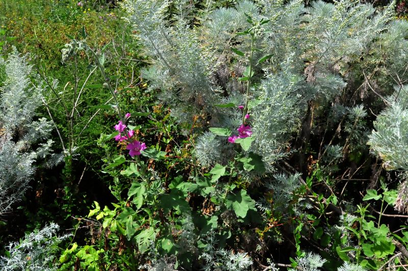 Lavatera olbia / Malvone perenne